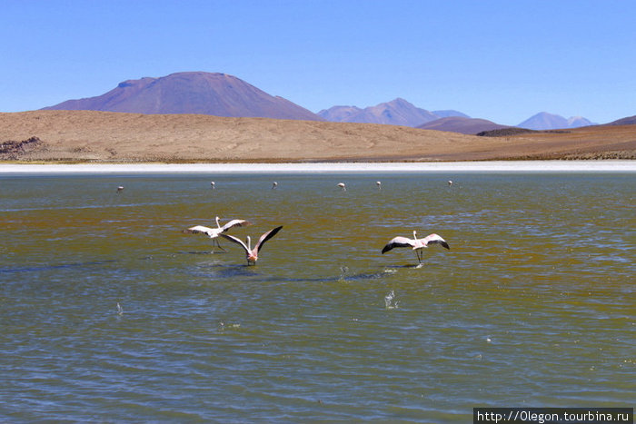 Спугнули фламинго Уюни, Боливия