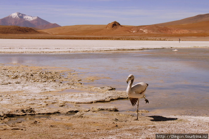 Лагуны, горы, фламинго Уюни, Боливия