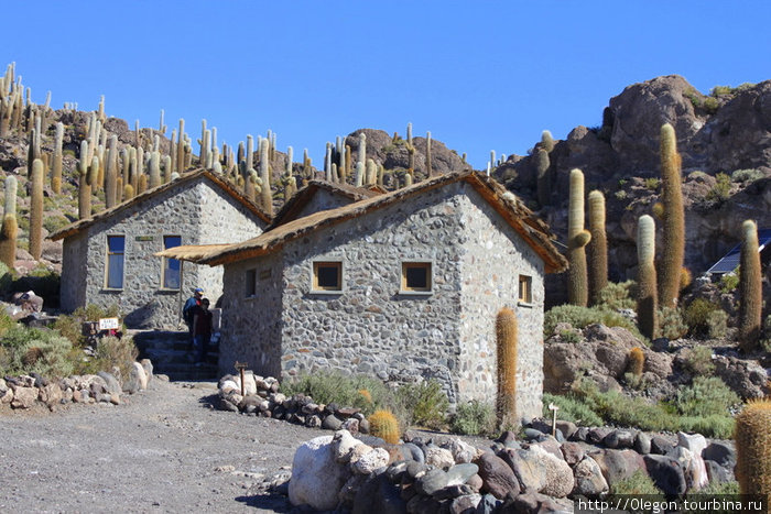 Кактусы выросли на окаменевшем известняке Уюни, Боливия