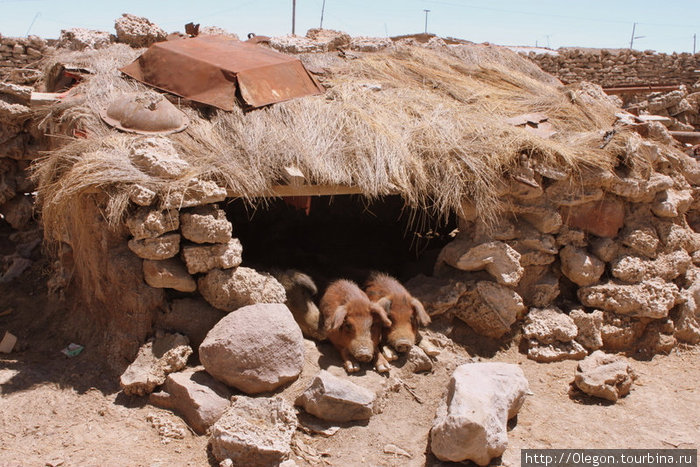 Домик для хрюшек Колчани, Боливия