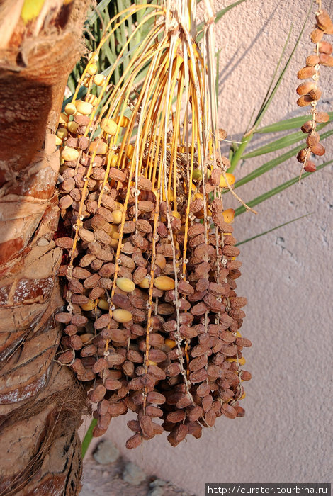 финиковая пальма Хургада, Египет