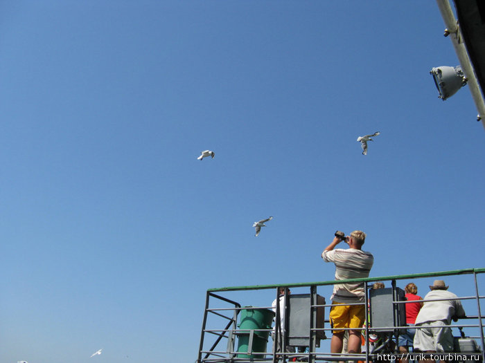 отплывая от берега над паромом начинают кружить чайки Республика Крым, Россия