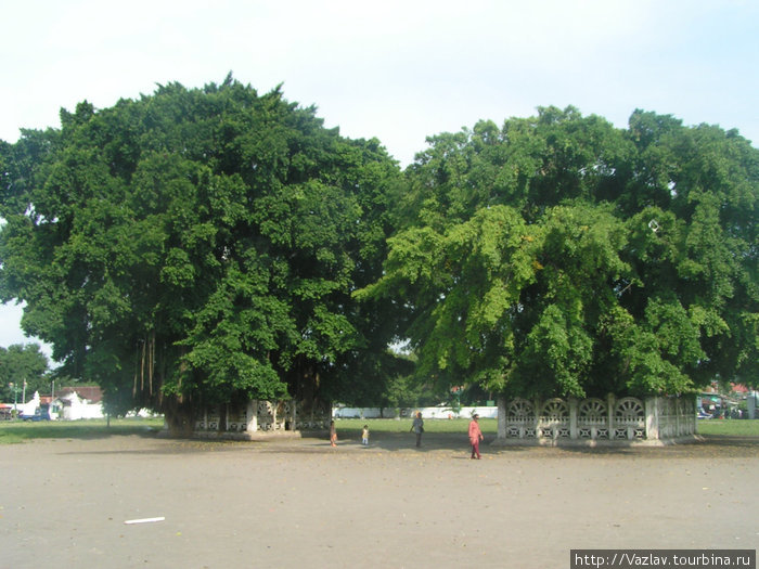 Два дерева и проход между ними Джокьякарта, Индонезия