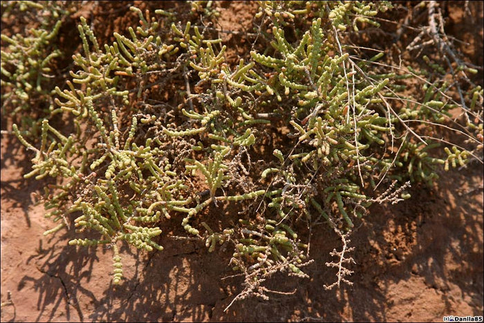 Солянка, характерное степное растение, растущее на солончаках. Калмыкия, Россия