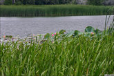 В дельте Волги растут лотосы. И хотя смотреть на них лучше всего с воды, а местами их разводят целыми полями, они круты даже в небольшом количестве.