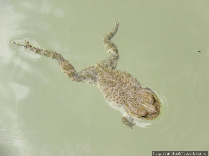 В бассейне полно лягушек Ширкент Историко-Природный Парк, Таджикистан