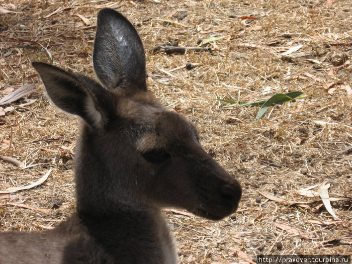 Cleland Wildlife Park Аделаида, Австралия