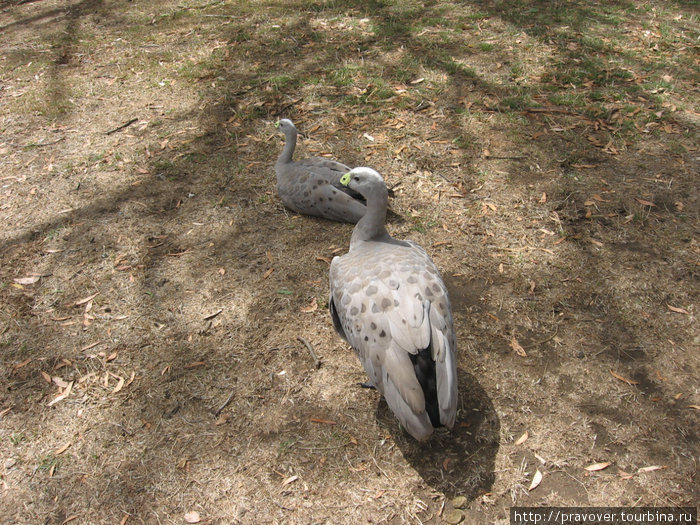 Cleland Wildlife Park Аделаида, Австралия