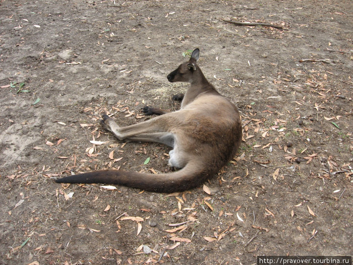 Cleland Wildlife Park Аделаида, Австралия