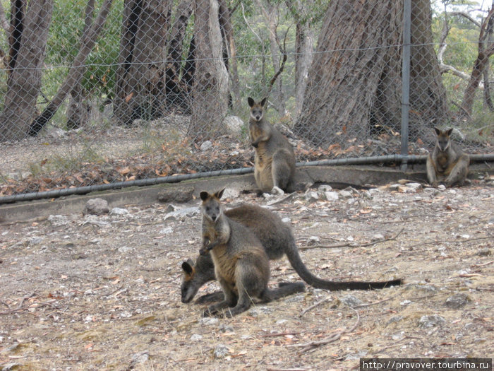 Cleland Wildlife Park Аделаида, Австралия