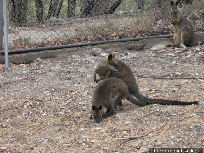 Cleland Wildlife Park Аделаида, Австралия