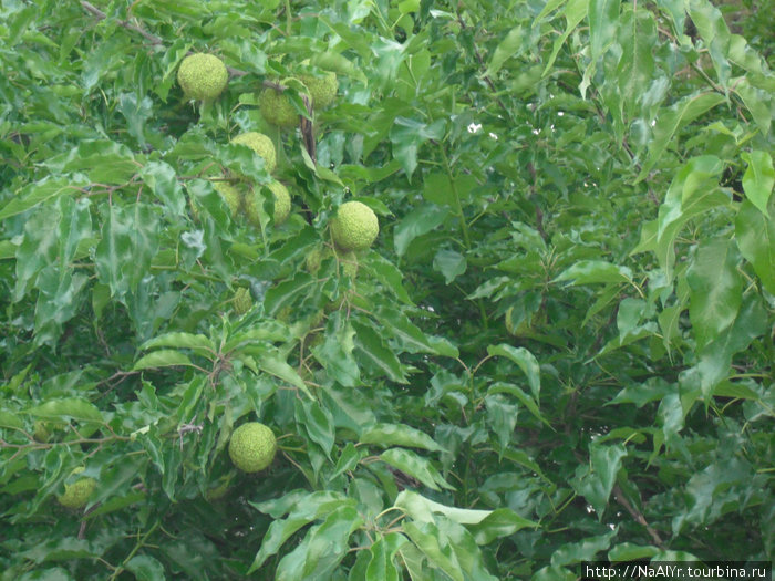 Маклюра (Адамово яблоко) Кабардинка, Россия
