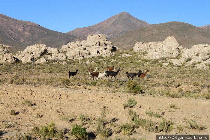 Ламы и гуанако чувствуют себя в пустыне уверенно Уюни, Боливия