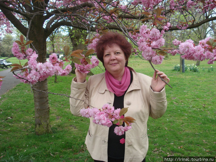 Саккура в Гринвиче Лондон, Великобритания