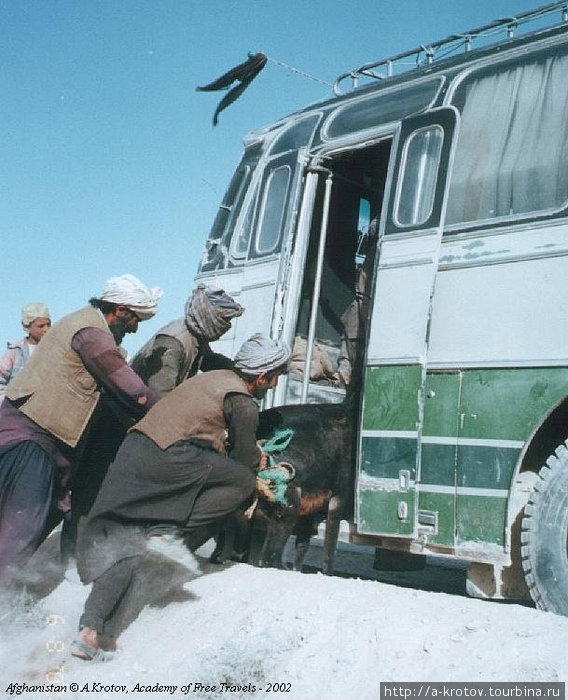 Осла засаживают в автобус (в котором уже 50 овец, 5 коров и пассажиры едут). Трасса на Кандагар. Афганистан