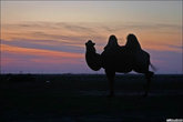 А верблюды на закате здесь такие же, как и в любой другой точке планеты.