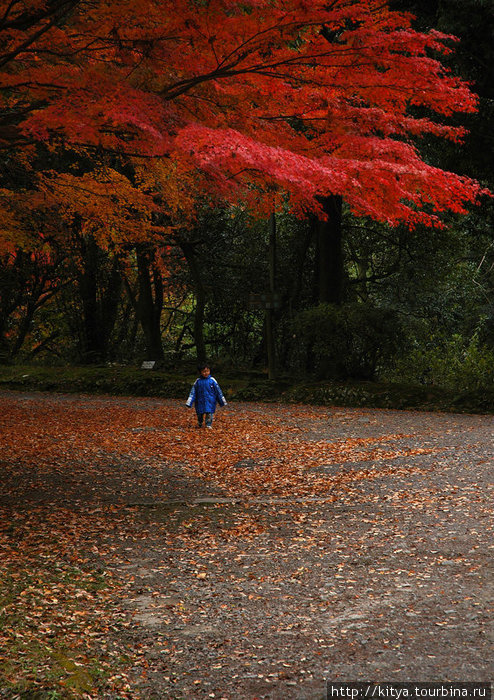 Осень в Иге Ига, Япония