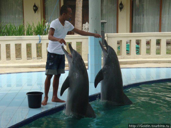 Дельфинарий Нуса-Дуа, Индонезия