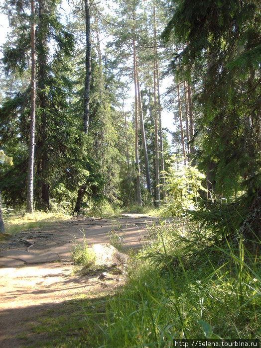 Валаамский лес. Валаам, Россия