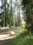 Валаамский лес.