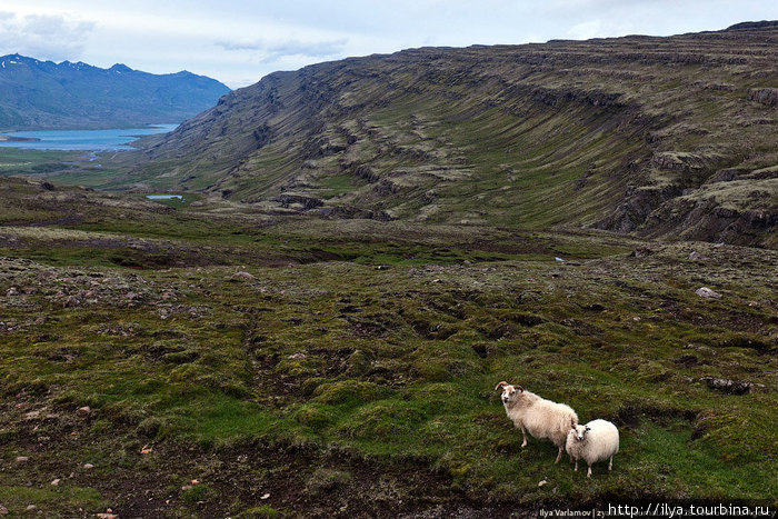 Пастбища стараются ограждать или колючей проволокой, которую почти не видно, или тоненьким шнуром под напряжением, чтобы скот не убежал, он совсем не заметен, я на него даже попался ) Восточная Исландия, Исландия