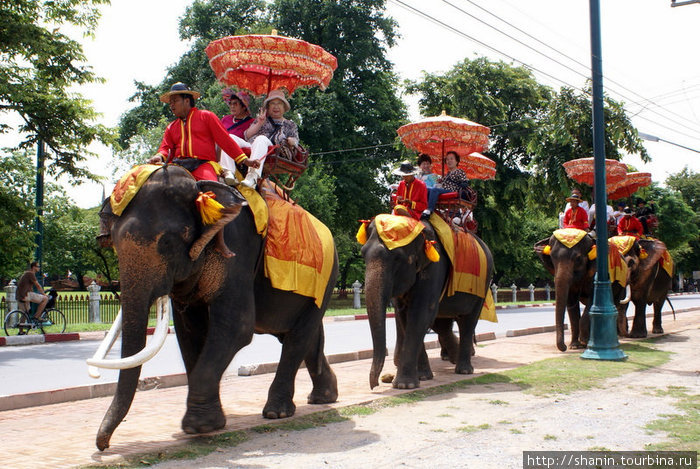 Прогулка на слонах Аюттхая, Таиланд