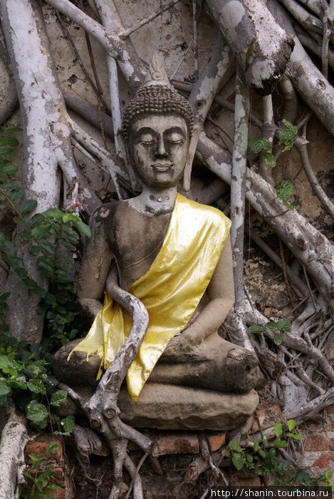 Будда у корней дерева Бодхи Аюттхая, Таиланд