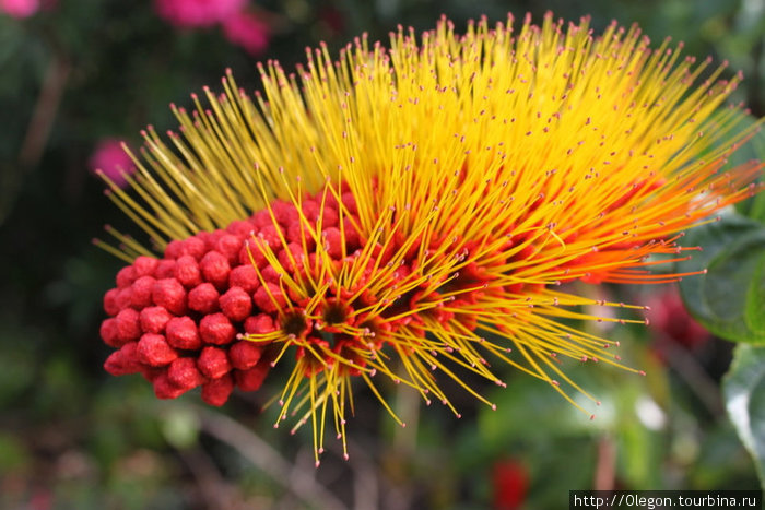 Пушистый цветок Гренада