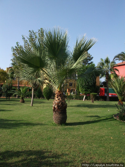 Пальмочка на территории отеля Алания, Турция