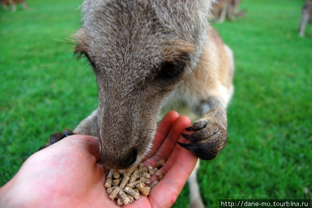 Не поднимайте руку с кенгурячьим кормом слишком высоко. Кенгуру может ненароком поцарапать Индурупилли, Австралия