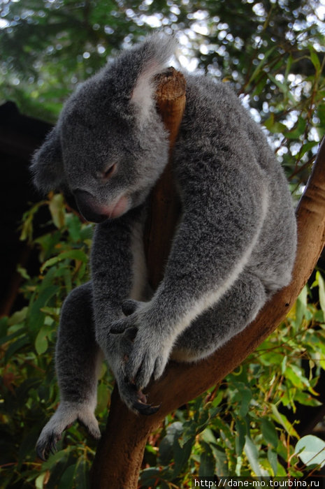 Сонный коала Индурупилли, Австралия