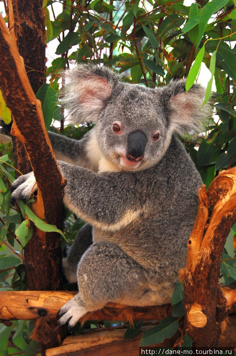 Зоопарк: кенгуру и коалы Индурупилли, Австралия