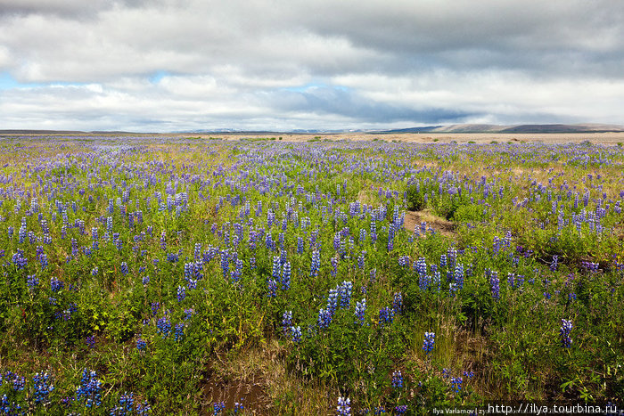 В Исландии сейчас цветут поля люпинов. Северо-восточная Исландия, Исландия