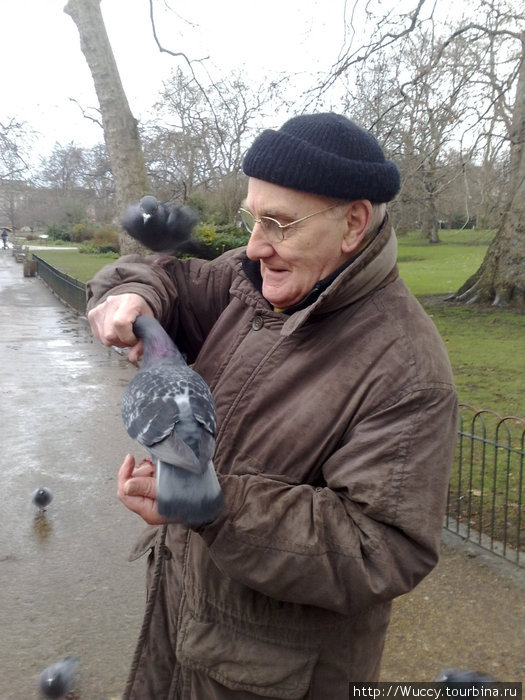 Любитель голубей в парке Сент-Джеймс. Лондон, Великобритания