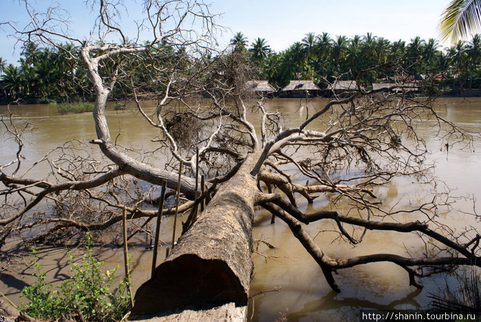 Упавшее дерево Провинция Тямпасак, Лаос