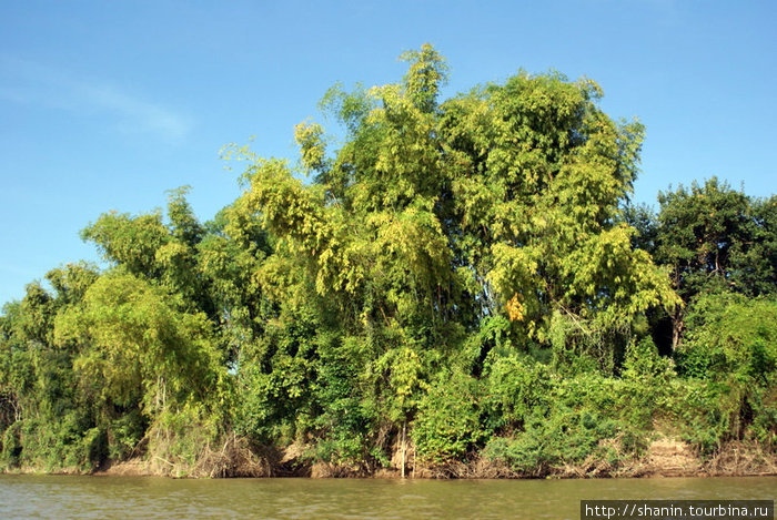 Тропическая растительность на берегу Меконга Провинция Тямпасак, Лаос