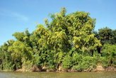 Тропическая растительность на берегу Меконга