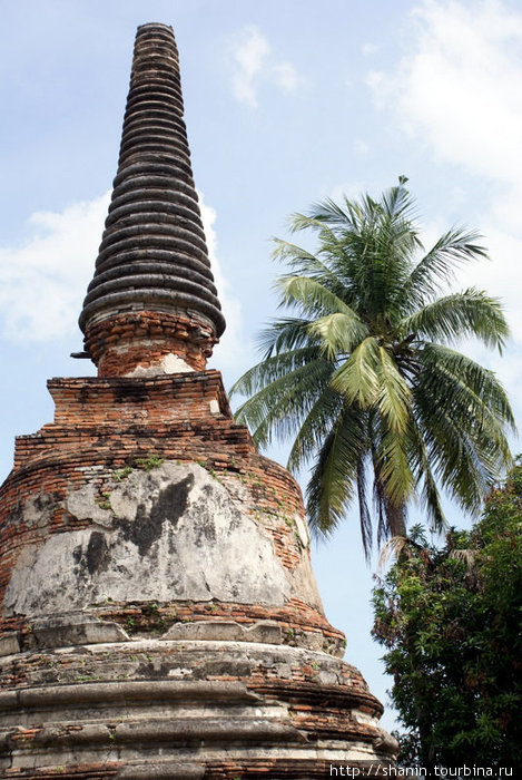 Ступа и пальма Аюттхая, Таиланд