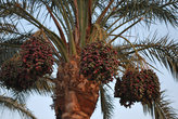 Плодоносящая финиковая пальма