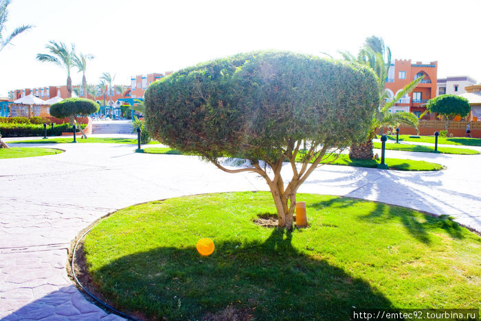 \Складное\ дерево. (Это много деревьев, их просто стригут и получается одно.) Хургада, Египет