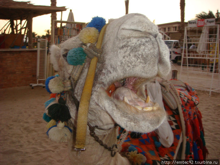 Верблюд ест яблоко. Хургада, Египет