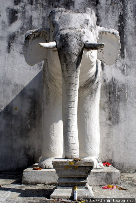 Священный белый слон Чиангмай, Таиланд