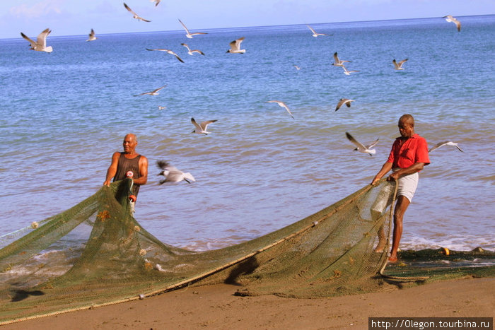 Ловись рыбка большая и маленькая- большую людям, маленькую для птиц Гояве, Гренада