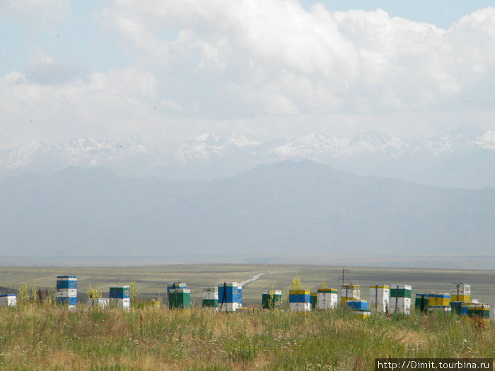 Казахстан-Киргизия: Мы, Тыгра и обдолбаные суслики Киргизия
