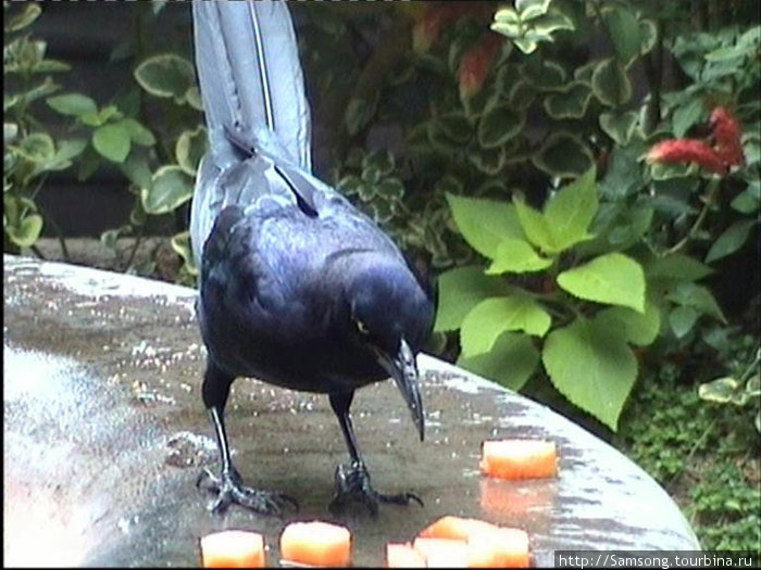 Птица без боязни поглощает кусочки папайи,оставленные посетителями кафе на бортике небольшого фонтана под открытым небом.