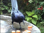 Птица без боязни поглощает кусочки папайи,оставленные посетителями кафе на бортике небольшого фонтана под открытым небом.