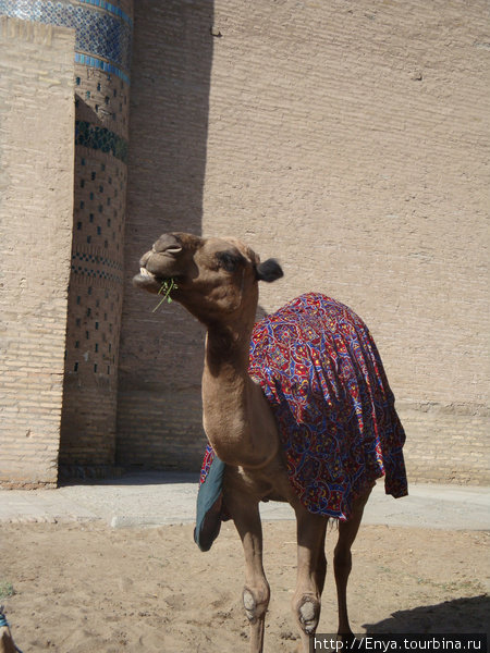 Хива. Верблюд :). Хива, Узбекистан