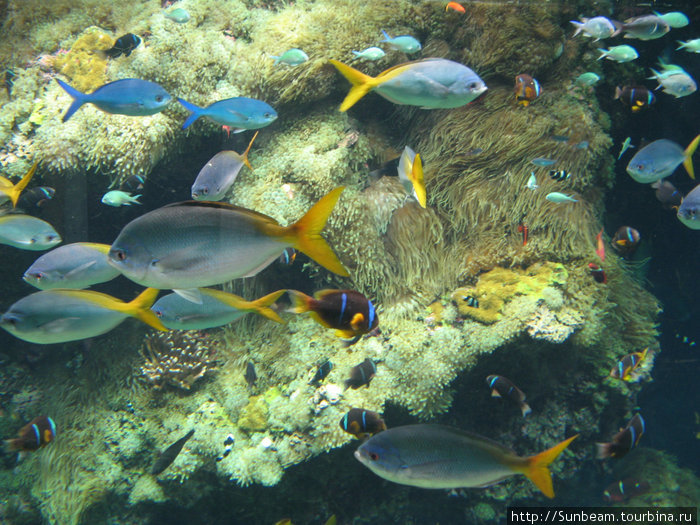 В Аквариуме Океанографического музея собрана великолепная коллекция средиземноморских и тропических рыб Монако