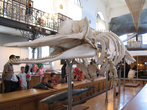 Одна из достопримечательностей Океанографического музей — огромный скелет кита