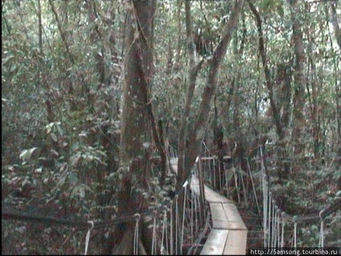 В джунгли уходят подвесные мостки.